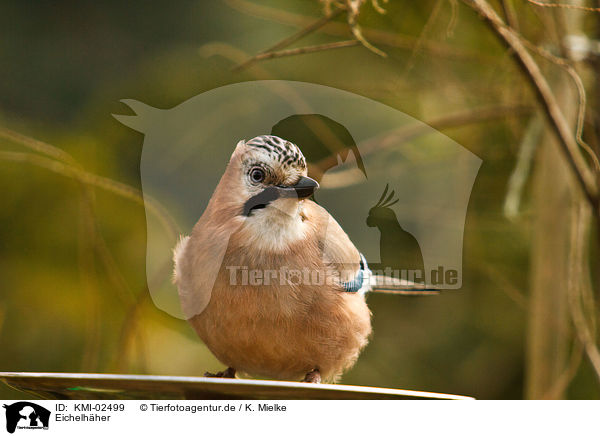 Eichelhher / jaybird / KMI-02499