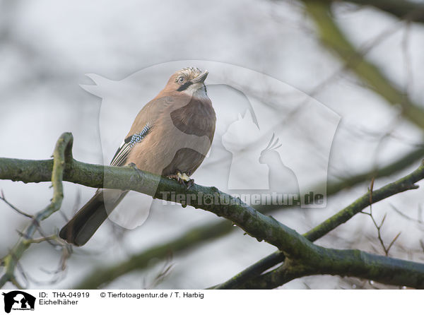 Eichelhher / jaybird / THA-04919