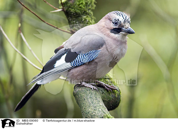 Eichelhher / jaybird / MBS-09060