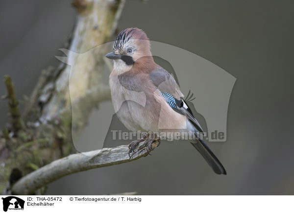 Eichelhher / jaybird / THA-05472
