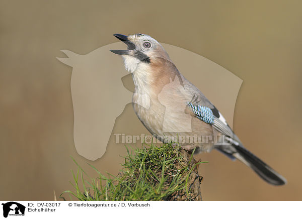 Eichelhher / jaybird / DV-03017