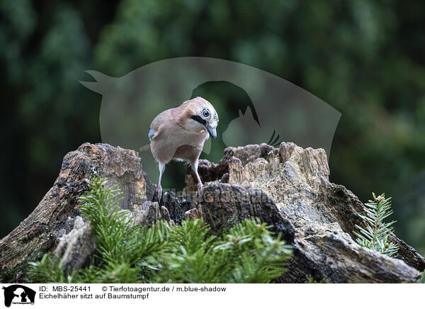 Eichelhher sitzt auf Baumstumpf / Jay sitting on tree stump / MBS-25441