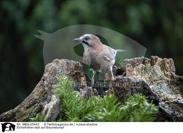 Eichelhher sitzt auf Baumstumpf / Jay sitting on tree stump / MBS-25443