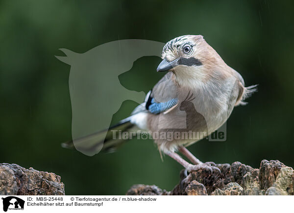 Eichelhher sitzt auf Baumstumpf / Jay sitting on tree stump / MBS-25448