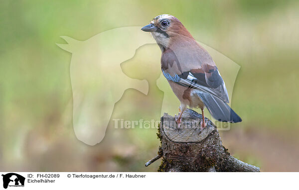 Eichelhher / jaybird / FH-02089