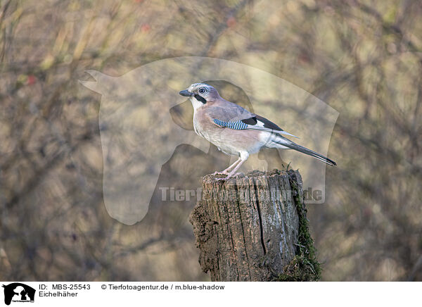 Eichelh�her / Jay / MBS-25543