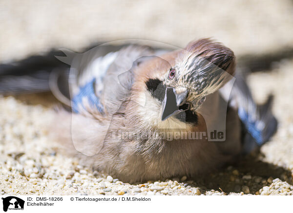 Eichelh�her / jay / DMS-18266
