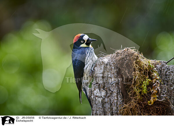 Eichelspecht / acorn woodpecker / JR-05856