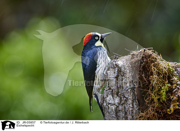 Eichelspecht / acorn woodpecker / JR-05857