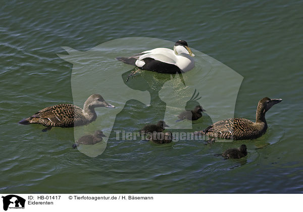 Eiderenten / common eider ducks / HB-01417