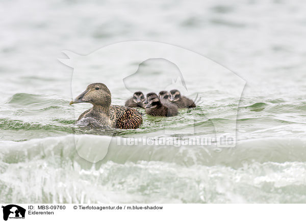 Eiderenten / common eider ducks / MBS-09760