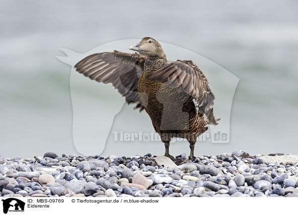 Eiderente / common eider duck / MBS-09769