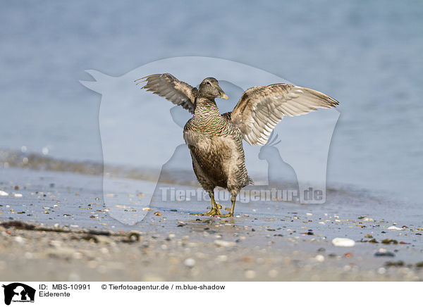 Eiderente / common eider duck / MBS-10991