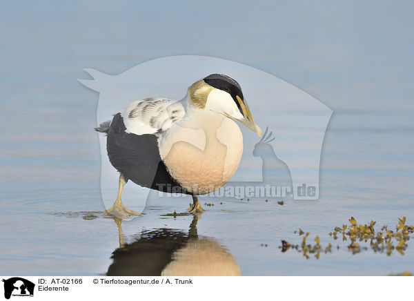 Eiderente / common eider duck / AT-02166