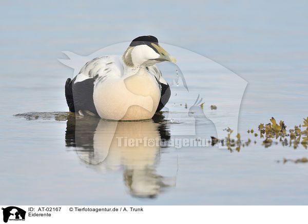 Eiderente / AT-02167
