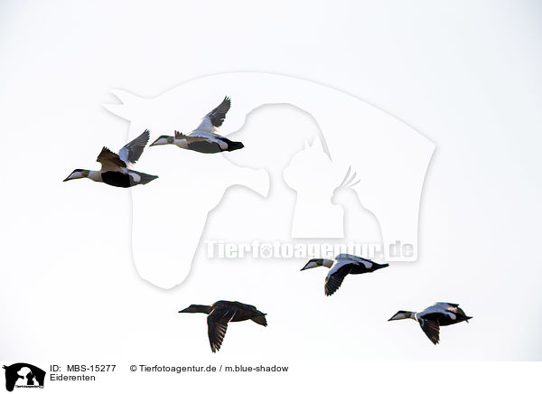 Eiderenten / MBS-15277