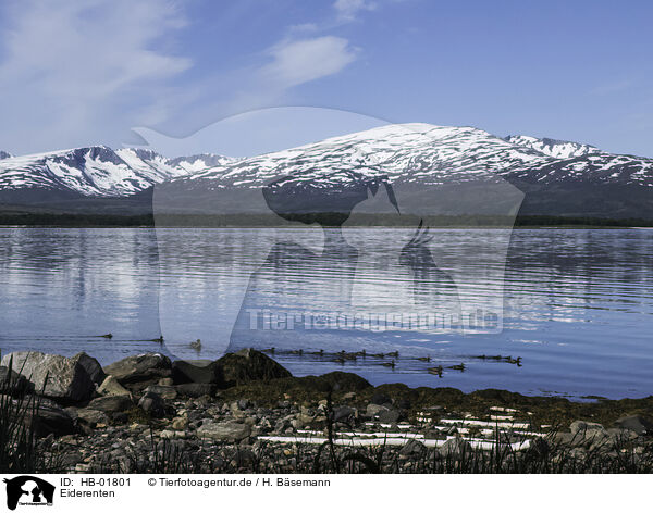 Eiderenten / common eider ducks / HB-01801