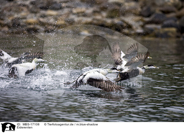 Eiderenten / common eider ducks / MBS-17108