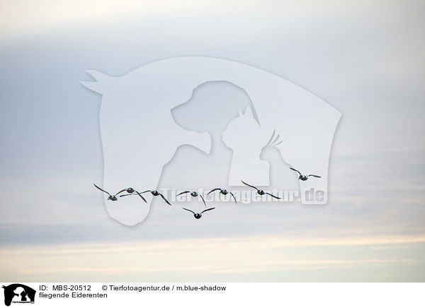 fliegende Eiderenten / MBS-20512