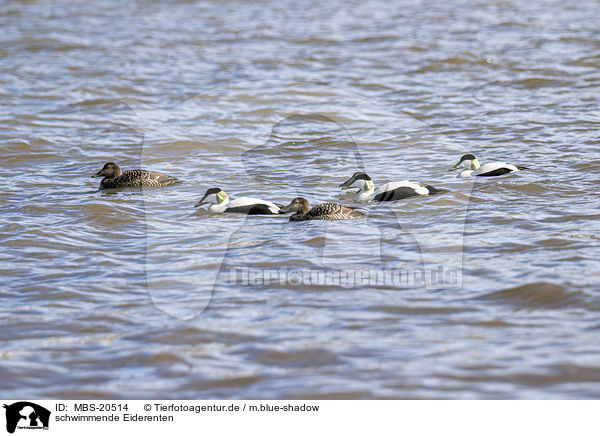 schwimmende Eiderenten / swimming Eider Ducks / MBS-20514