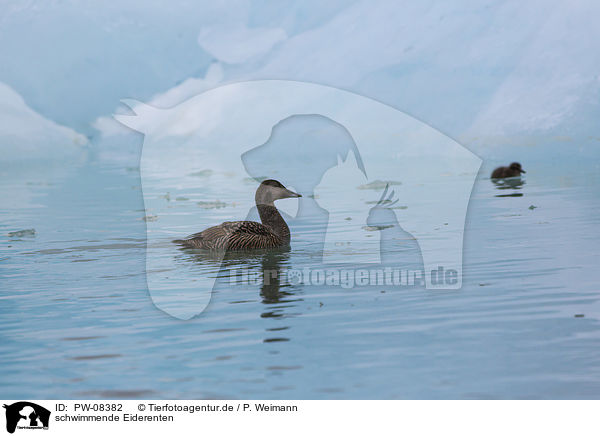 schwimmende Eiderenten / swimming Eider Ducks / PW-08382