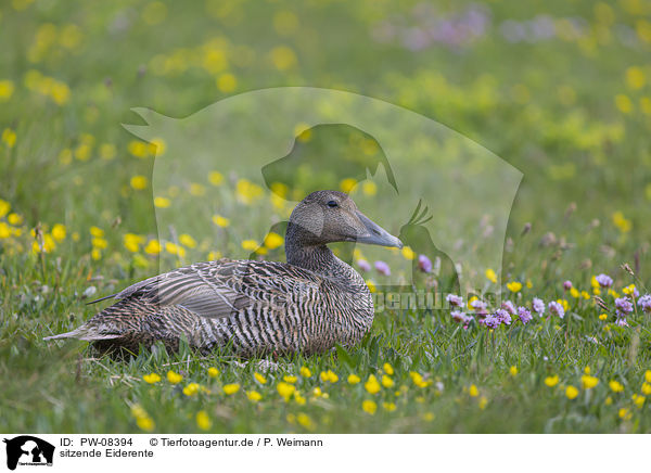 sitzende Eiderente / sitting Eider Duck / PW-08394