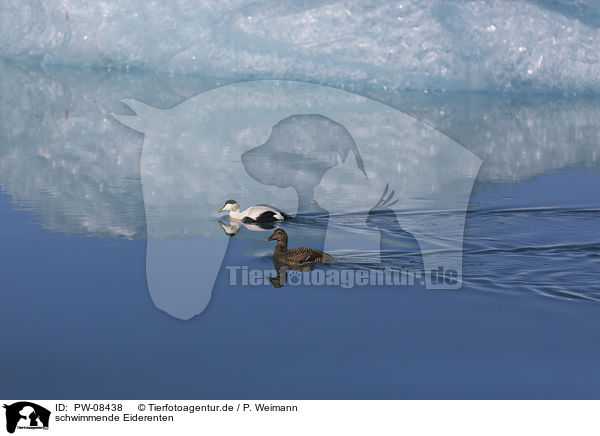 schwimmende Eiderenten / PW-08438