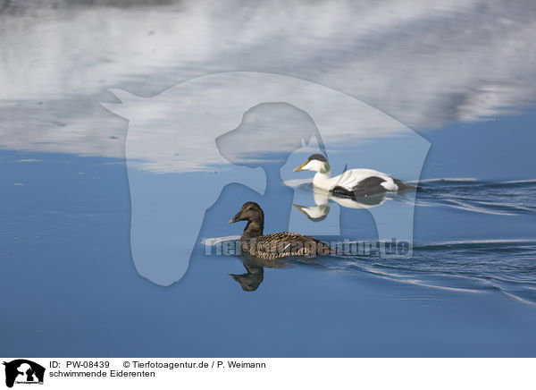 schwimmende Eiderenten / swimming Eider Ducks / PW-08439
