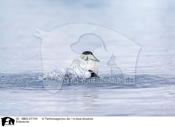 Eiderente / common eider duck / MBS-27740