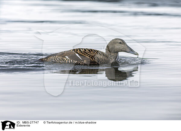 Eiderente / common eider duck / MBS-27747