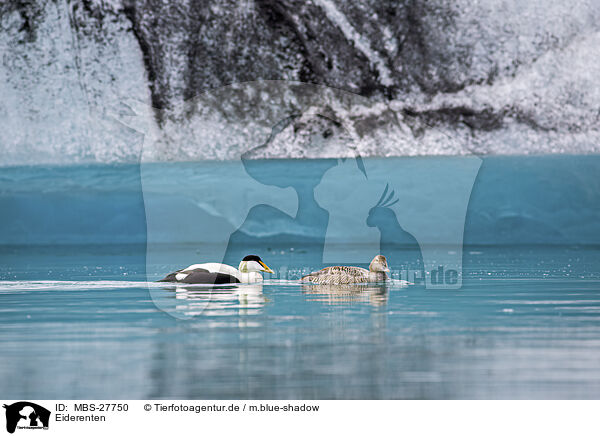 Eiderenten / common eider ducks / MBS-27750