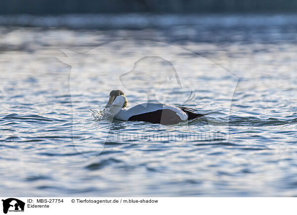 Eiderente / MBS-27754