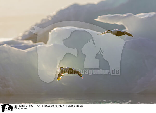 Eiderenten / MBS-27756