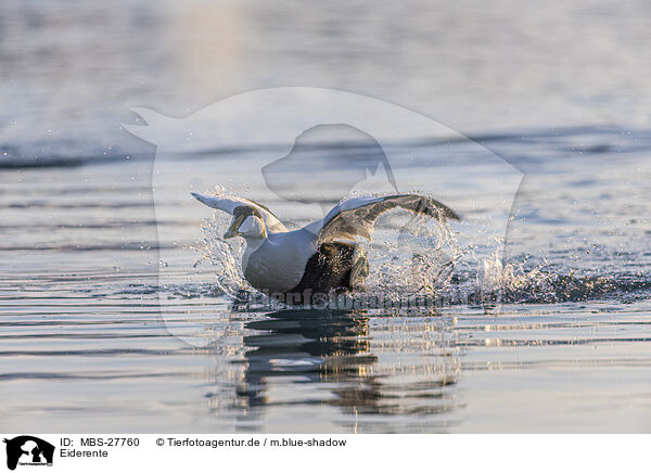 Eiderente / common eider duck / MBS-27760