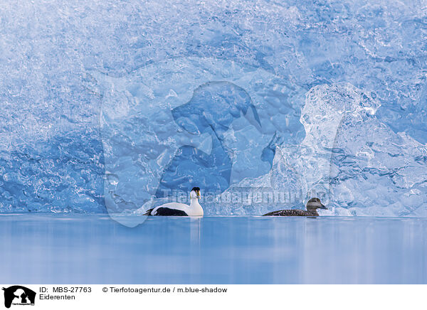 Eiderenten / common eider ducks / MBS-27763