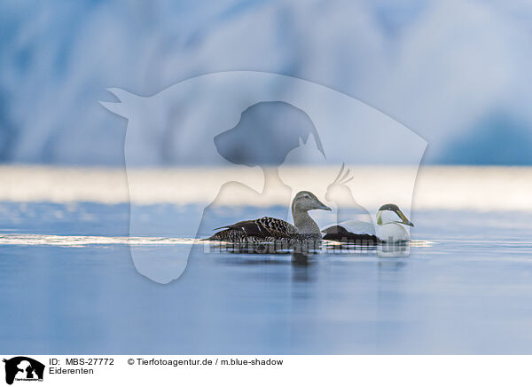 Eiderenten / common eider ducks / MBS-27772