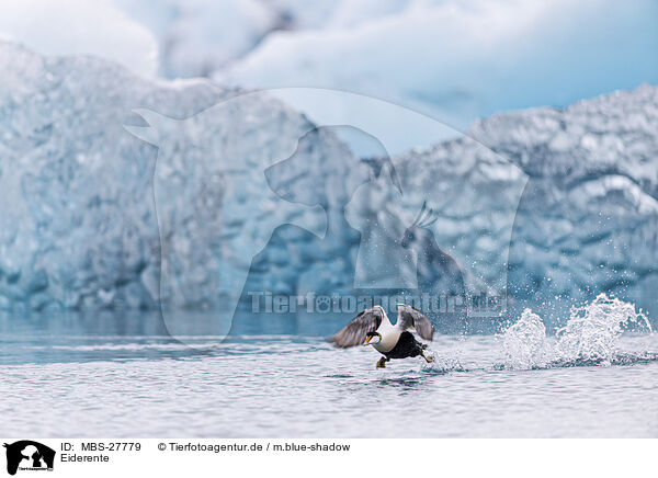 Eiderente / common eider duck / MBS-27779