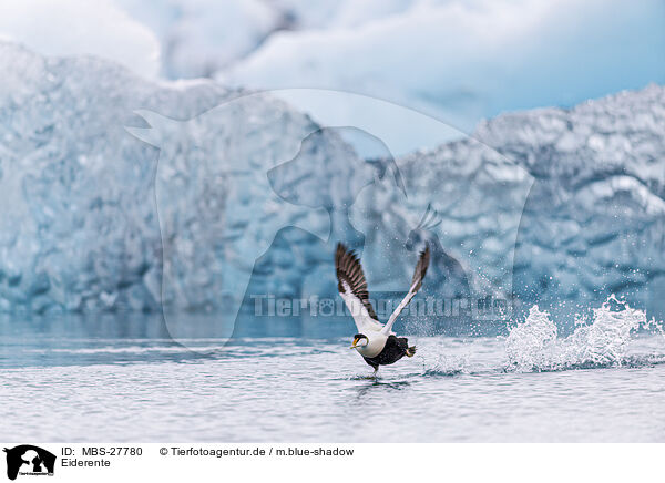 Eiderente / common eider duck / MBS-27780