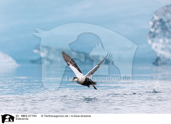 Eiderente / common eider duck / MBS-27784