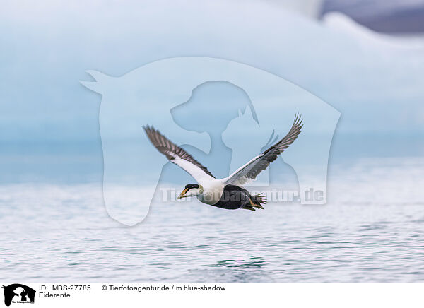 Eiderente / common eider duck / MBS-27785