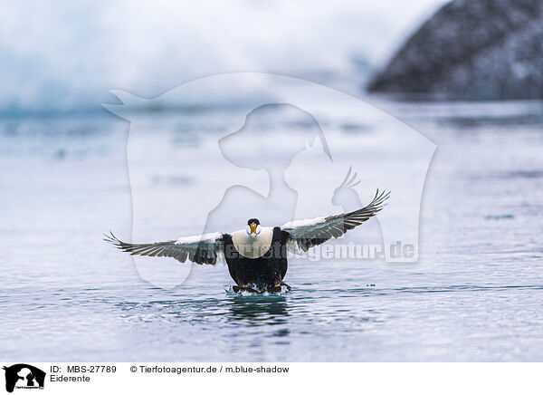 Eiderente / common eider duck / MBS-27789