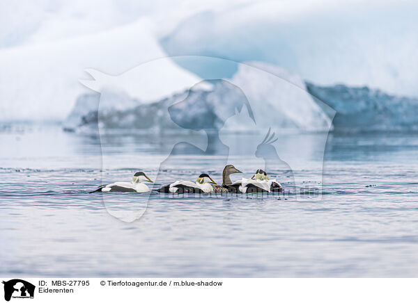 Eiderenten / common eider ducks / MBS-27795