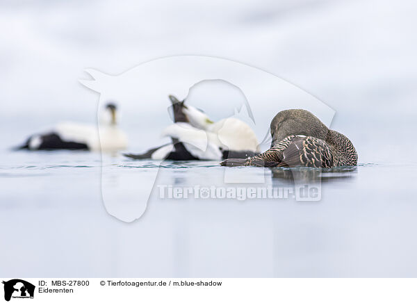 Eiderenten / common eider ducks / MBS-27800