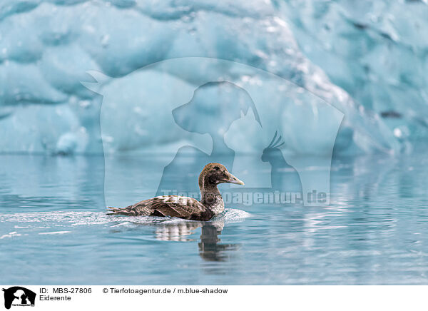 Eiderente / common eider duck / MBS-27806