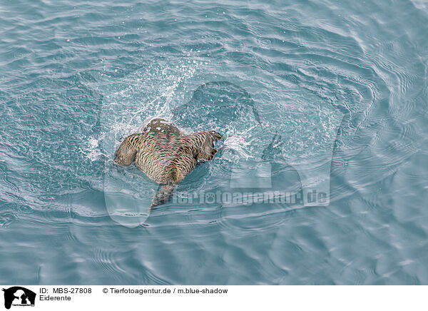 Eiderente / common eider duck / MBS-27808