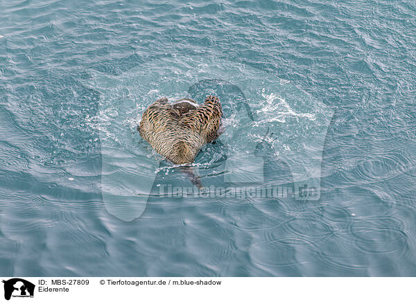 Eiderente / common eider duck / MBS-27809