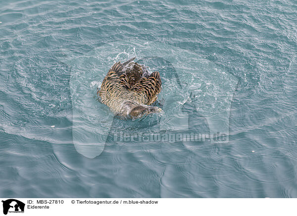 Eiderente / common eider duck / MBS-27810