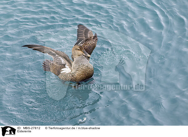 Eiderente / common eider duck / MBS-27812