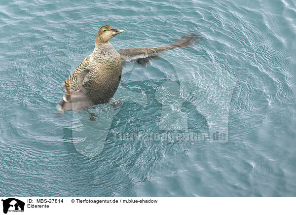 Eiderente / common eider duck / MBS-27814