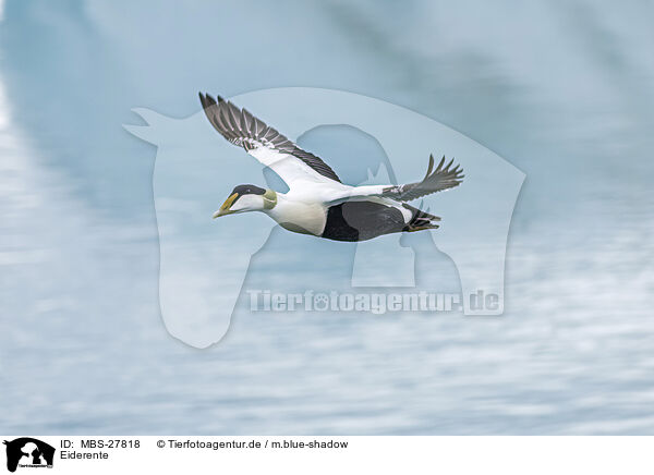 Eiderente / MBS-27818